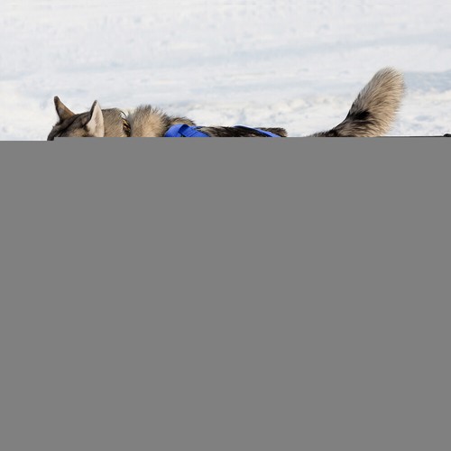 Slitta per cani - slitta,