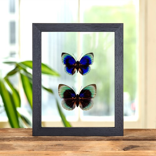 Agrias butterfly male female - butterfly, &