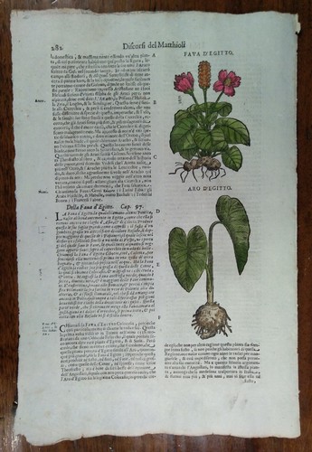 Stampa antica erbario mattioli - antica,