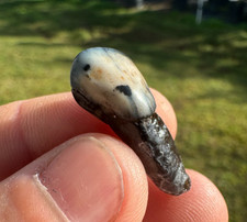 BISONTE MOLTO COLORATO