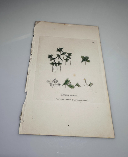 Sowerby 1801 lemna trisulca - 1801,
