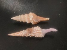 Conchiglia Shell Lotto  TURRIDAE   set di 2 pezzi