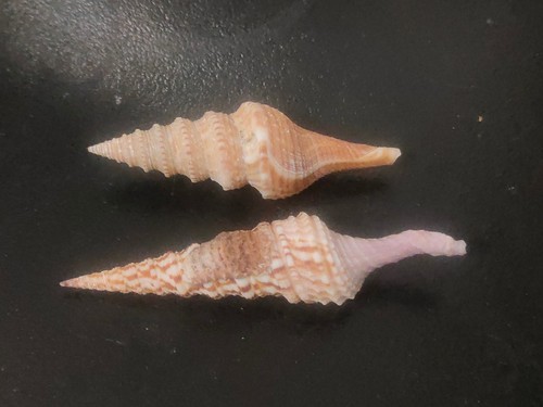 Conchiglia shell lotto - shell,