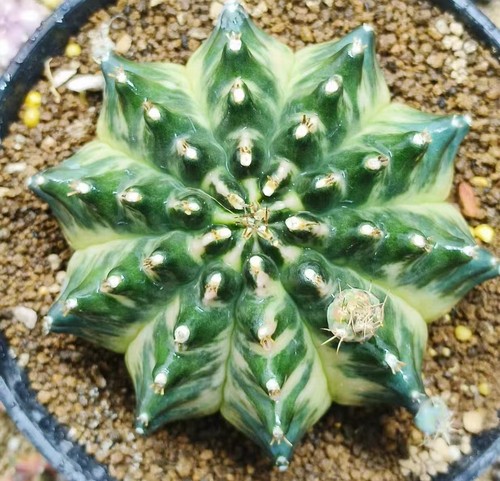 Gymnocalycium mihanovichi