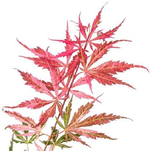 Acer palmatum