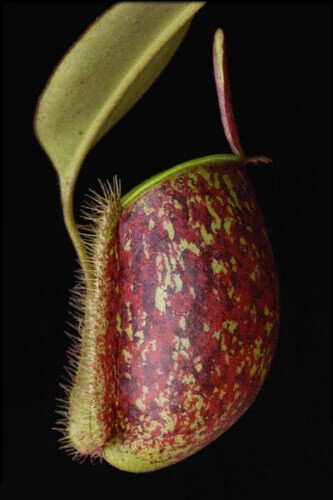 Nepenthes ampullaria tricolor - ampullaria,