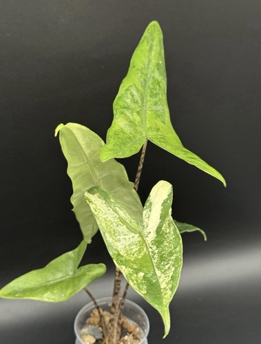 Planttini alocasia tigrina - alocasia,