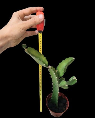 Pianta pitaya formata - di, e