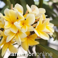 Plumeria aztec gold cutting - cutting, &