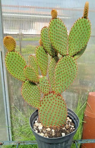Pianta opuntia microdasys - opuntia,
