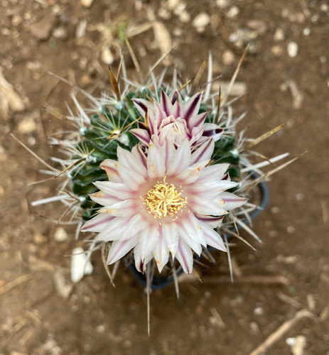 ECHINOFOSSULOCACTUS