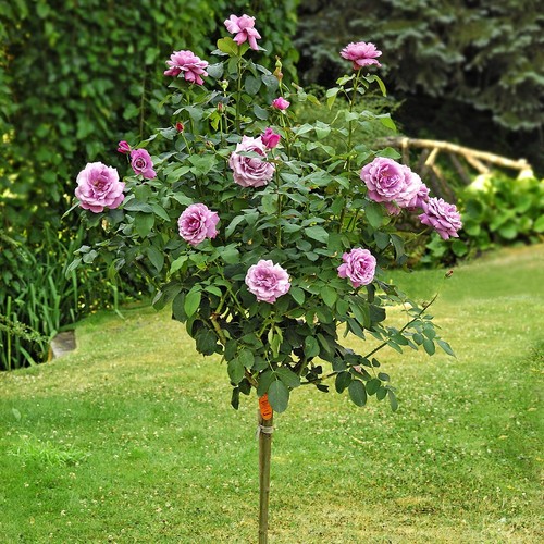 Pianta rosa charles gaulle - rosa,