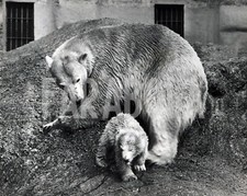 Foto Vintage Animali Uk zoo di