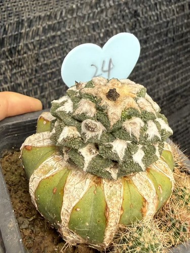 Ariocarpus kotschoubeyanus - ariocarpus,