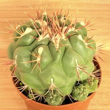 Thelocactus hexaedrophorus - , v