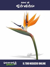 10🦜 Semi di Strelitzia –