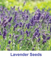 English Lavender Seeds Herb
