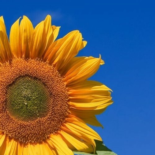 Semillas girasol para pipas - semillas, de