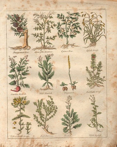 1810 print culpepers herbal - 1810,