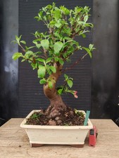 bonsai di melo   h 57 cm