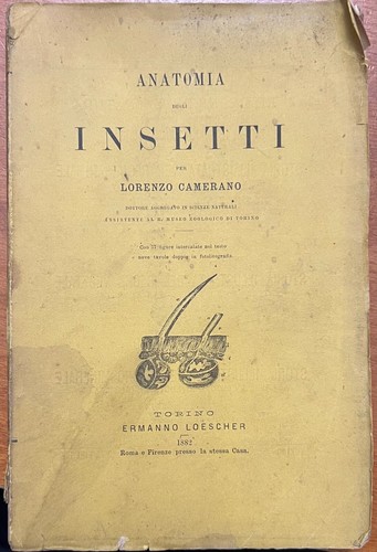 Camerano lorenzo anatomia - camerano,