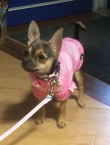 Maglione rosa principessa cane