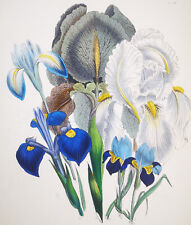 1841, J.W. LOUDON 1° EDIZIONE. FINISSIMO ACQUERELLO ANTICO ORIGINALE PERENNI YE3