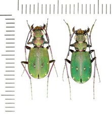 Cicindelidae, Cicindela