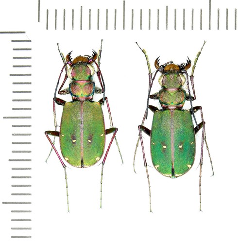 Cicindelidae cicindela - cicindelidae,,