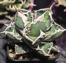 Rara pianta di cactus agave