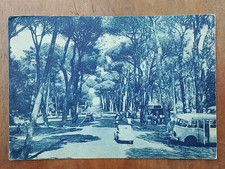 Fregene viale della pineta - pineta,