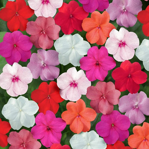 Semi fiori impatiens - fiori,
