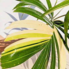 Adonidia merrillii 'Variegata' - Palma di Natale - 3 X pezzi di semi