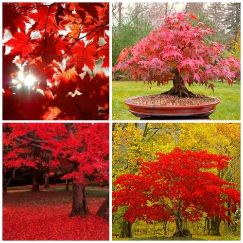 Semi acer rubrum - 10,