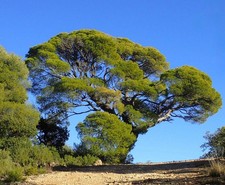 Pinus halepensis | Aleppo Pine | Jerusalem Pine