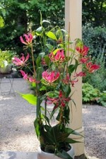 BZ115BV Gloriosa Rothschildiana Glory Climbingplants Seeds semi quantità 10