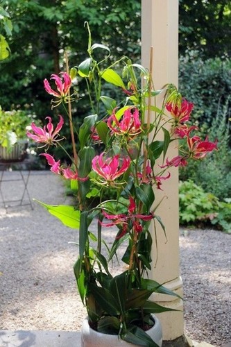 Bz115bv gloriosa - bz115bv,