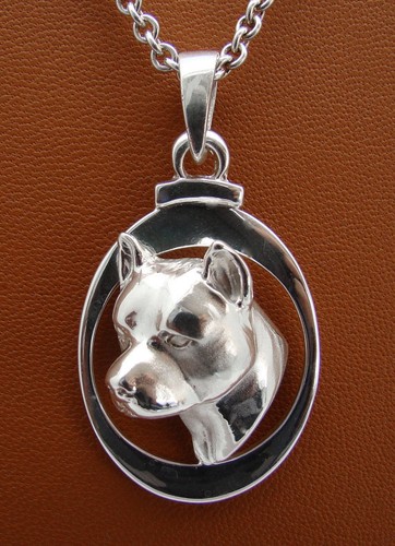 Pit bull terrier argento - bull, am