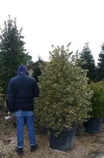 PIANTA DI AGRIFOGLIO ILEX