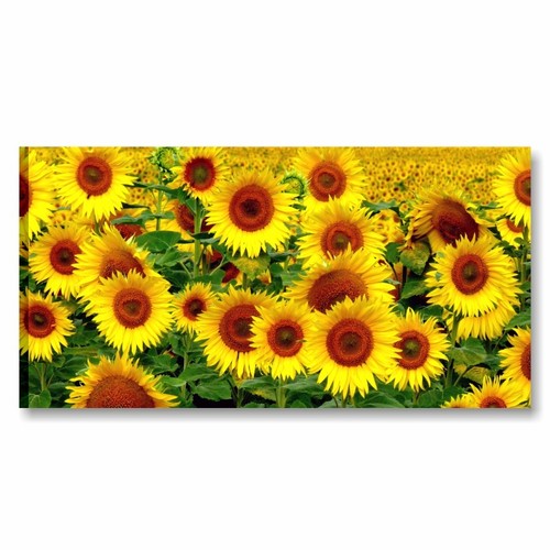 Girasoli quadro su tela - girasoli,