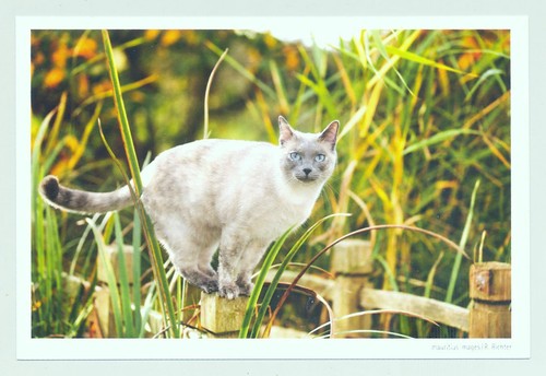Postkarte katze mein - postkarte, "mein