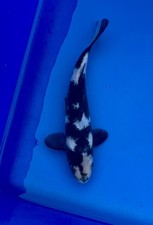 Shiro Utsuri Koi, 10-inch