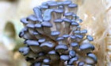 "Semi" Fungo Ostrica Blu -