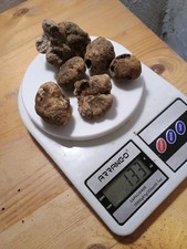 TARTUFO BIANCO PREGIATO   50 grammi