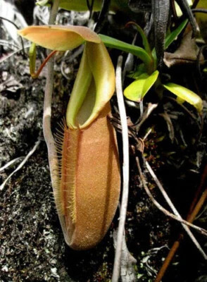 Nepenthes bongso 10 semi - nepenthes, –
