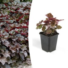 Copripavimento - campanella viola - Heuchera mic. 'Palace Purple' - vaso da 9 cm