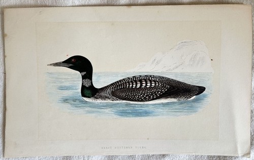 Morris great northern diver - morris,