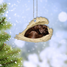 Chocolate labrador retriever