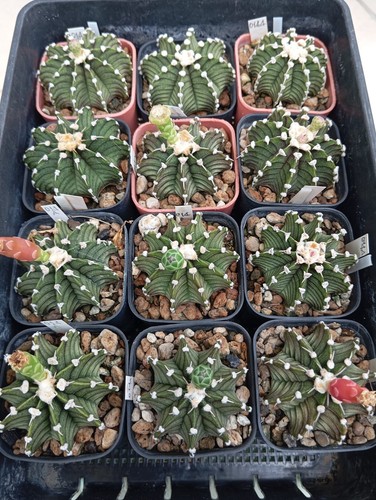 500 semi gymnocalycium - semi, di