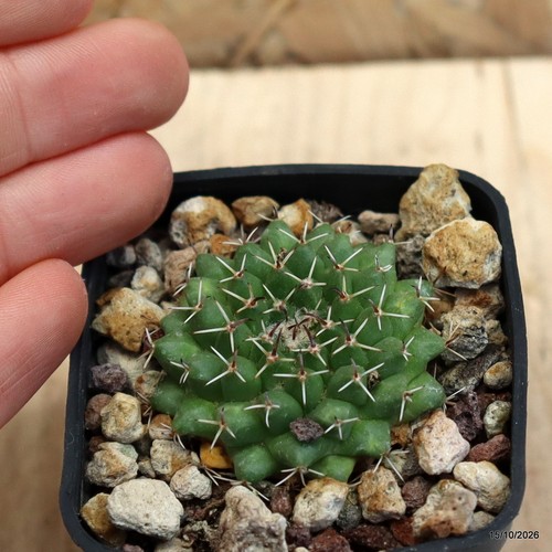 Mammillaria uncinata z86 vaso - mammillaria,